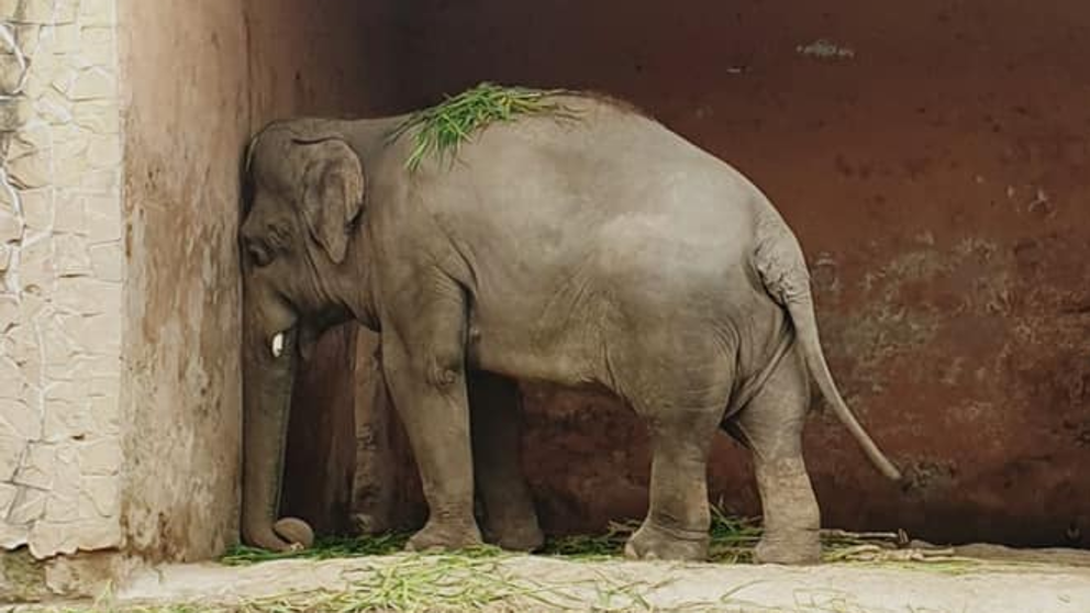 Kaavan ficou conhecido como elefante deprimido