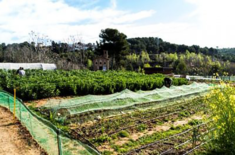 Horta Les Fonts Cáritas