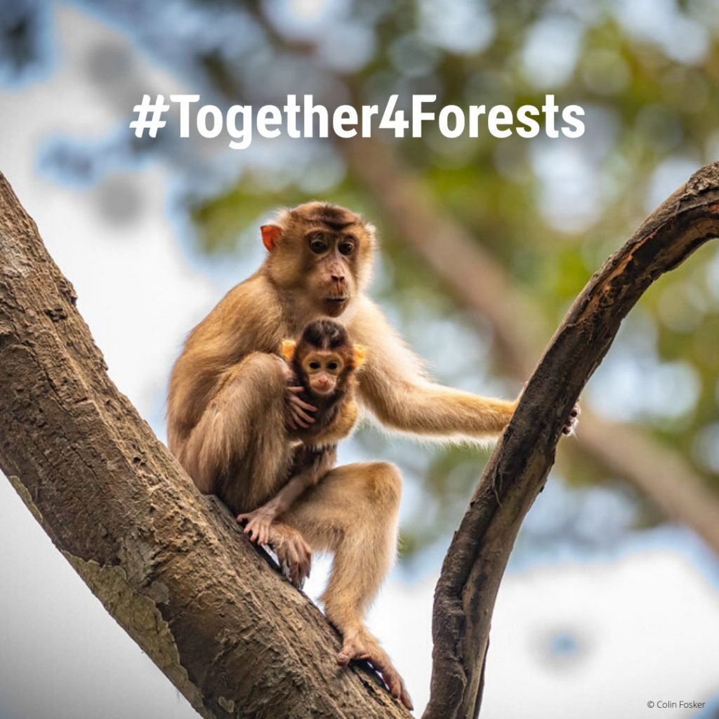 Together4forests