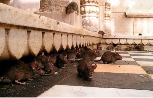 Ratos maconha India