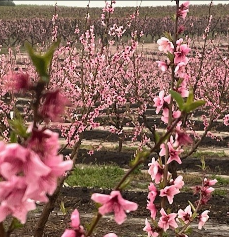 Aitona floração